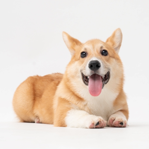 corgi